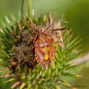 084222-Knoopkruid-schildwants-Carpocoris-purpereipennes