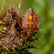 084223-Knoopkruid-schildwants-Carpocoris-purpereipennes