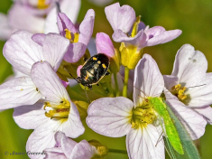 087510-Koolwants-Eurydema-oleracea