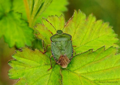 091513- Groene schildwants - Palomena prasina