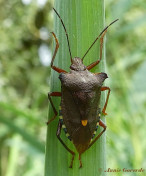 093520- Roodpootschildwants - Pentatoma rufipes