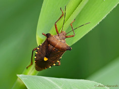 093524- Roodpootschildwants - Pentatoma rufipes