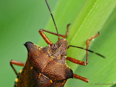 093525- Roodpootschildwants - Pentatoma rufipes