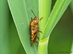 093526- Roodpootschildwants - Pentatoma rufipes