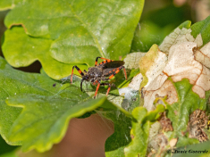 113525-Geringde-roofwants-Rhynocoris-annulatus