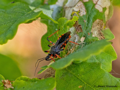 113526-Geringde-roofwants-Rhynocoris-annulatus