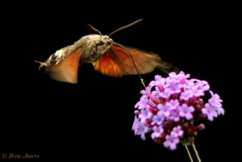 52221-Kolibrievlinder - Macroglossum stellatarum