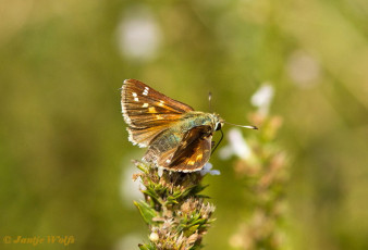 127.915-Kommavlinder-Hesperia-comma