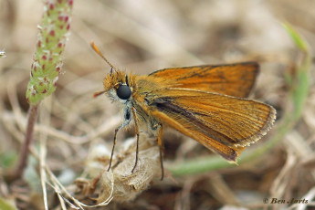 194.720A-Dwergdikkopje-Thymelicus-acteon