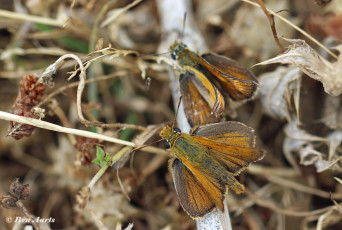 194.720C-Dwergdikkopje-Thymelicus-acteon