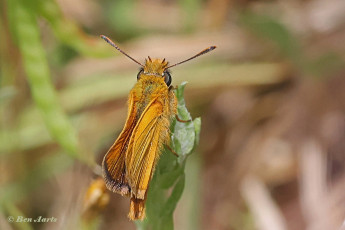 194.725B-Dwergdikkopje-Thymelicus-acteon