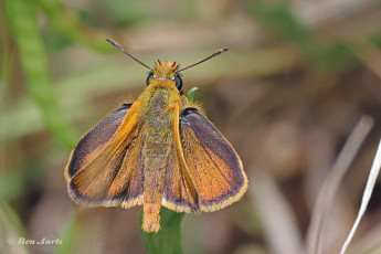 194.725C-Dwergdikkopje-Thymelicus-acteon