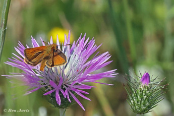 194.725E-Dwergdikkopje-Thymelicus-acteon