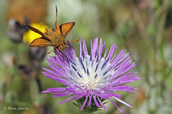 194.725F-Dwergdikkopje-Thymelicus-acteon