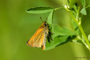 195.920- Geelsprietdikkopje - Thymelicus sylvestris