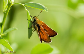 195.922- Geelsprietdikkopje - Thymelicus sylvestris