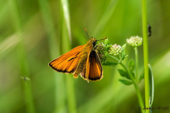 195.923- Geelsprietdikkopje - Thymelicus sylvestris