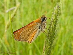 195.924- Geelsprietdikkopje - Thymelicus sylvestris