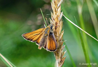 195.925A-Geelsprietdikkopje-Thymelicus-sylvestris.jp_