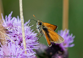 195.925B-Geelsprietdikkopje-Thymelicus-sylvestris.jp_