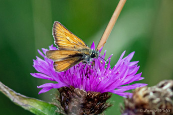 195.925C-Geelsprietdikkopje-Thymelicus-sylvestris.jp_