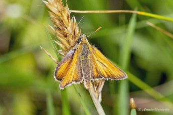 195.927A-Geelsprietdikkopje-Thymelicus-sylvestris