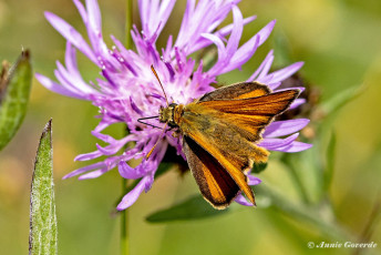 195.927D-Geelsprietdikkopje-Thymelicus-sylvestris