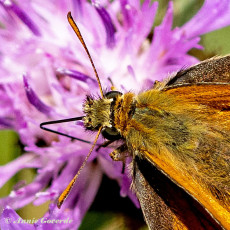 195.927E-Geelsprietdikkopje-Thymelicus-sylvestris