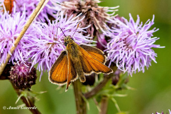 195.927F-Geelsprietdikkopje-Thymelicus-sylvestris