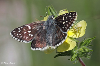 245.115A-Geelbandspikkeldikkopje-Pyrgus-sidae
