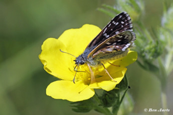 245.115B-Geelbandspikkeldikkopje-Pyrgus-sidae