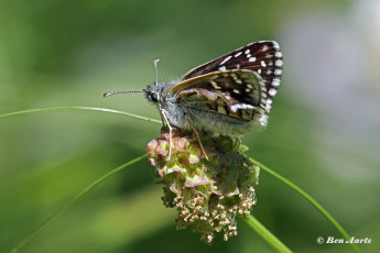245.115C-Geelbandspikkeldikkopje-Pyrgus-sidae