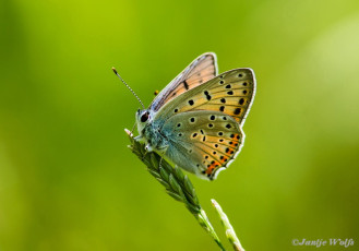 310.330- Violette vuurvlinder - Lycaena alciphron