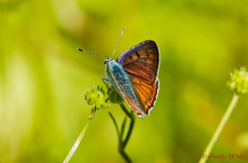 310.335- Violette vuurvlinder - Lycaena alciphron