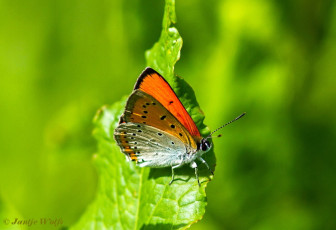 311.122- Grote vuurvlinder - Lycaena dispar