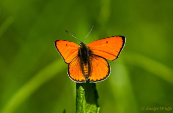 311.130- Grote vuurvlinder - Lycaena dispar