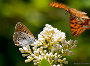 311.141- Grote vuurvlinder - Lycaena dispar