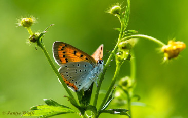 311.142- Grote vuurvlinder - Lycaena dispar