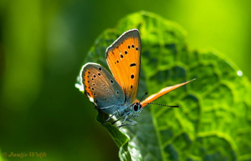 311.143- Grote vuurvlinder - Lycaena dispar