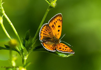 311.150- Grote vuurvlinder - Lycaena dispar