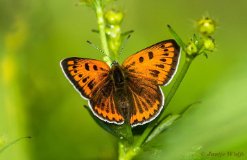 311.151- Grote vuurvlinder - Lycaena dispar