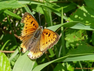 311.156- Grote vuurvlinder - Lycaena dispar