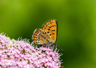 312.720- Blauwe vuurvlinder - Lycaena helle