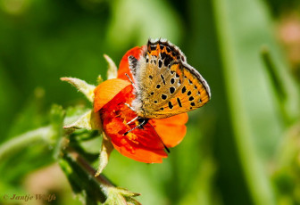 312.721- Blauwe vuurvlinder - Lycaena helle