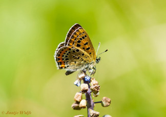 312.722- Blauwe vuurvlinder - Lycaena helle