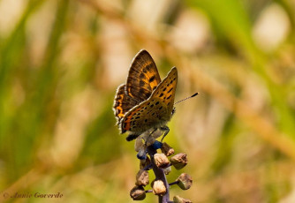 312.723- Blauwe vuurvlinder - Lycaena helle