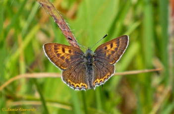 312.726- Blauwe vuurvlinder - Lycaena helle