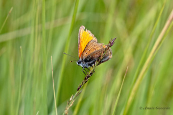 313.400-Rode-vuurvlinder-Lycaena-hippothoe