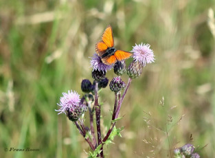 313.401-Rode-vuurvlinder-Lycaena-hippothoe