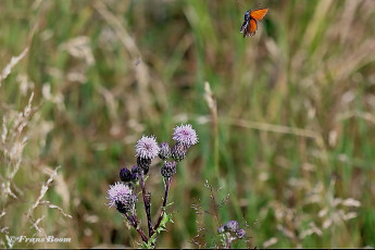 313.401B-Rode-vuurvlinder-Lycaena-hippothoe